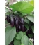 Aubergine Patio F1 - 5 Graines