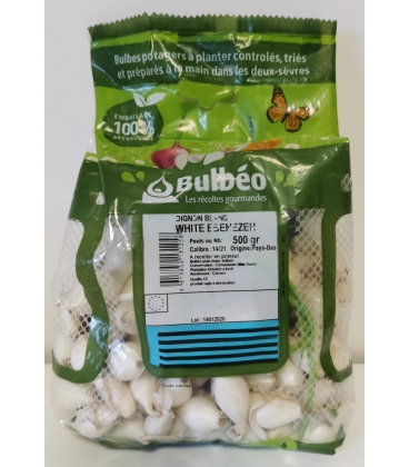 Oignon &agrave; Repiquer Blanc White Ebeneser
