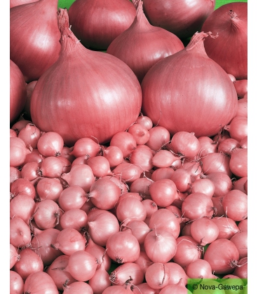 Oignon &agrave; Repiquer Stuttgarter Riesen