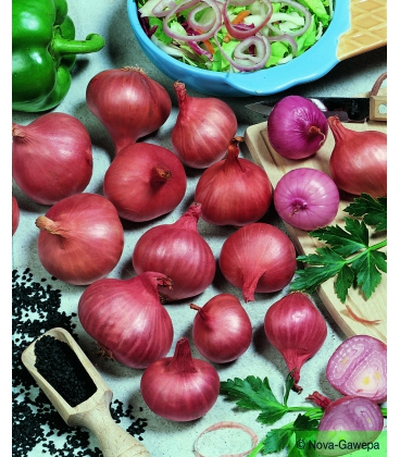 Echalote &agrave; Repiquer Ronde RED SUN