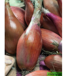 Echalote à Repiquer Longor