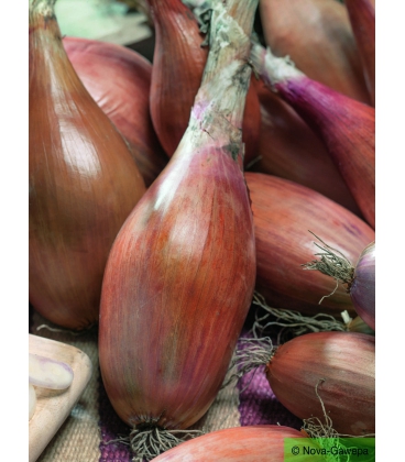 Echalote &agrave; Repiquer Longor