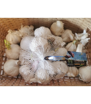 Ail GARCUA Calibre 50/60