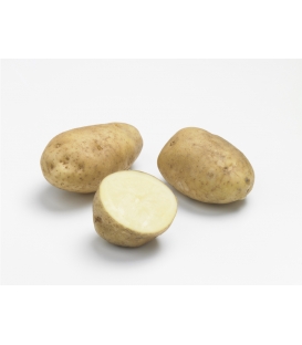 Clayette de 25 plants de Pommes de Terre Bintje