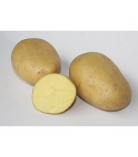 Clayette de 25 plants de Pommes de Terre Maiwen