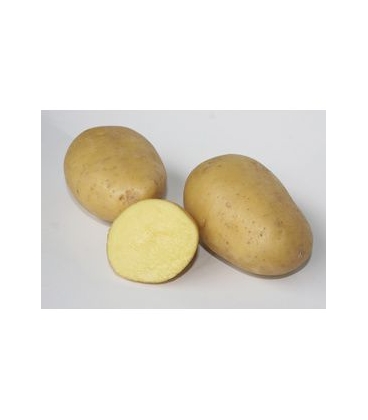 Maiwen - Pochette de 25 plants de Pommes de Terre 