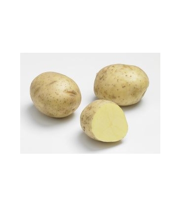 Marabel - Pochette de 25 plants de Pommes de Terre 