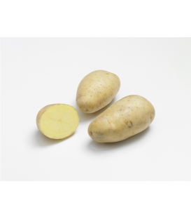 Monalisa - Pochette de 25 plants de Pommes de Terre Monalisa