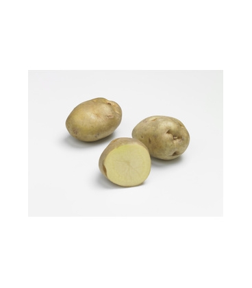 Sirtema - Pochette de 25 plants de Pommes de Terre 