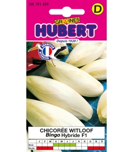 Chicorée Endive De Bruxelles BINGO F1