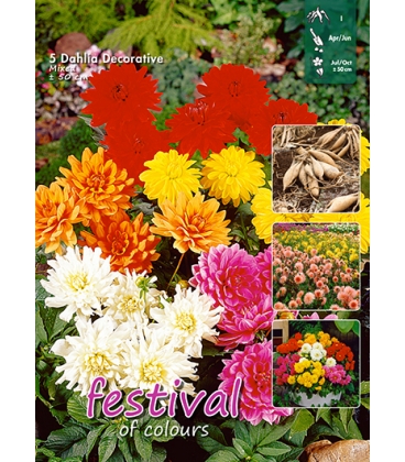 5 Tubercules de Dahlias D&eacute;coratifs Vari&eacute;s - 50 cm