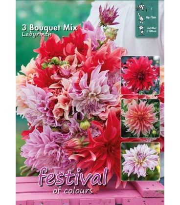 3 Dahlias LABYRINTH Sp&eacute;cial bouquets