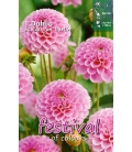 Dahlia Pompon Rose "Stolze von Berlin"