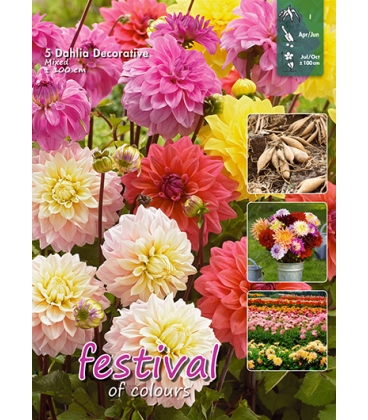 5 Tubercules de Dahlias D&eacute;coratifs Vari&eacute;s - 100 cm