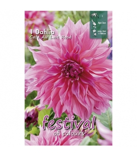 Dahlia Café au Lait Rosé
