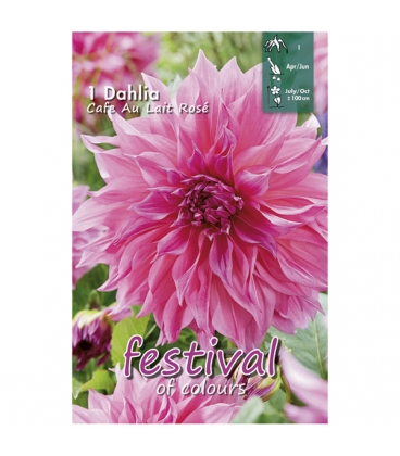 Dahlia Caf&eacute; au Lait Ros&eacute;