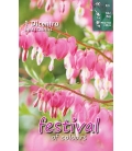 1 Racine de Coeur de Marie Rose - Dicentra Spectabilis