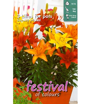 3 Bulbes de Lys Pour Pots En M&eacute;lange