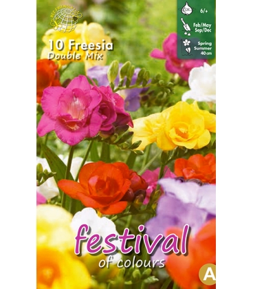 10 Freesias Doubles Vari&eacute;s