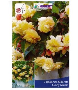 3 Bulbes de Bégonias Odorata Jaune Sunny Dream