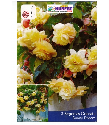 3 Bulbes de B&eacute;gonias Odorata Jaune Sunny Dream