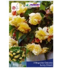 3 Bulbes de Bégonias Odorata Jaune Sunny Dream