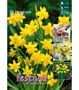 25 Bulbes de Narcisses Multiflora Tête à Tête