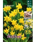 25 Bulbes de Narcisses Multiflora Tête à Tête