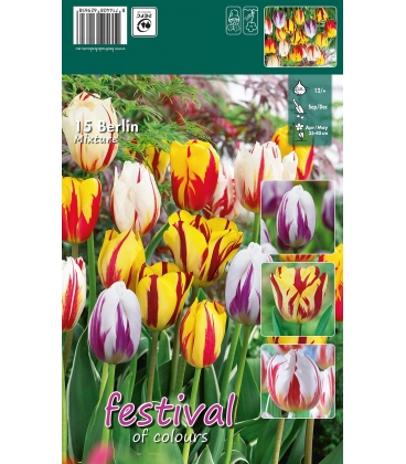 15 Bulbes de Tulipes Flamm&eacute;es en M&eacute;lange "Berlin"