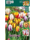 15 Bulbes de Tulipes Flammées en Mélange "Berlin"