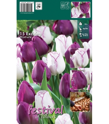 15 Bulbes de Tulipes "Exciting"