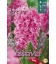 3 Jacinthes Pink Pearl - Rose