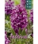 3 Jacinthes Purple Sensation Violet