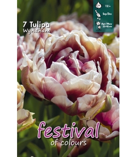 7 Bulbes de Tulipes Doubles Wyndham