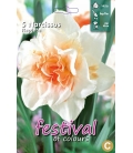 Narcisses Doubles Replete