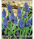 25 Bulbes de Muscaris Armeniacum Bleu