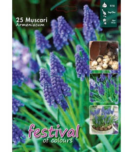 25 Bulbes de Muscaris Armeniacum Bleu