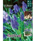25 Bulbes de Muscaris Armeniacum Bleu