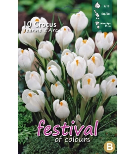 10 Bulbes de Crocus à Grande Fleur Blanc Jeanne d'Arc