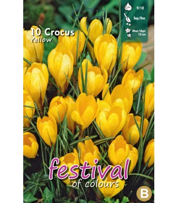 10 Bulbes de Crocus &agrave; Grande Fleur Jaune