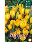 10 Bulbes de Crocus à Grande Fleur Jaune