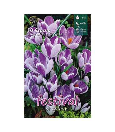 10 Bulbes de Crocus Stri&eacute; King of the Striped
