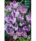 10 Bulbes de Crocus Strié King of the Striped