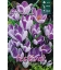 10 Bulbes de Crocus Strié King of the Striped