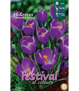 10 Bulbes de Crocus à Grande Fleur Remembrance Bleu
