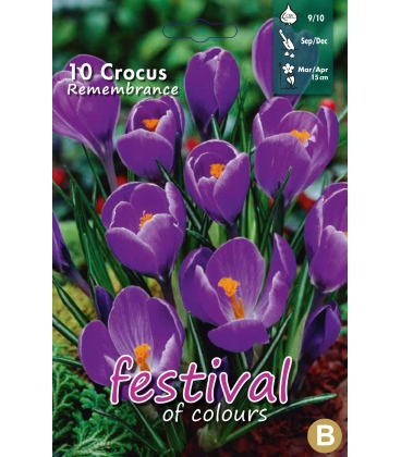 10 Bulbes de Crocus &agrave; Grande Fleur Remembrance Bleu