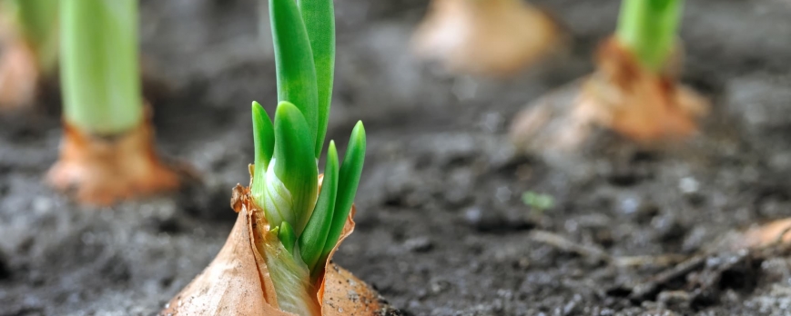 5 erreurs fréquentes lors de la plantation des oignons