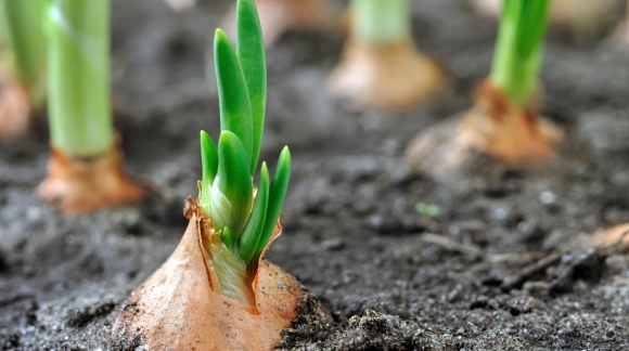 5 erreurs fr&eacute;quentes lors de la plantation des oignons