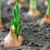 5 erreurs fr&eacute;quentes lors de la plantation des oignons