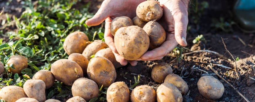 Comment préparer un sol pauvre pour réussir la culture de pommes de terre ?